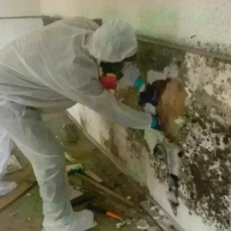 Mold Remediation and Removal in Painesville, OH